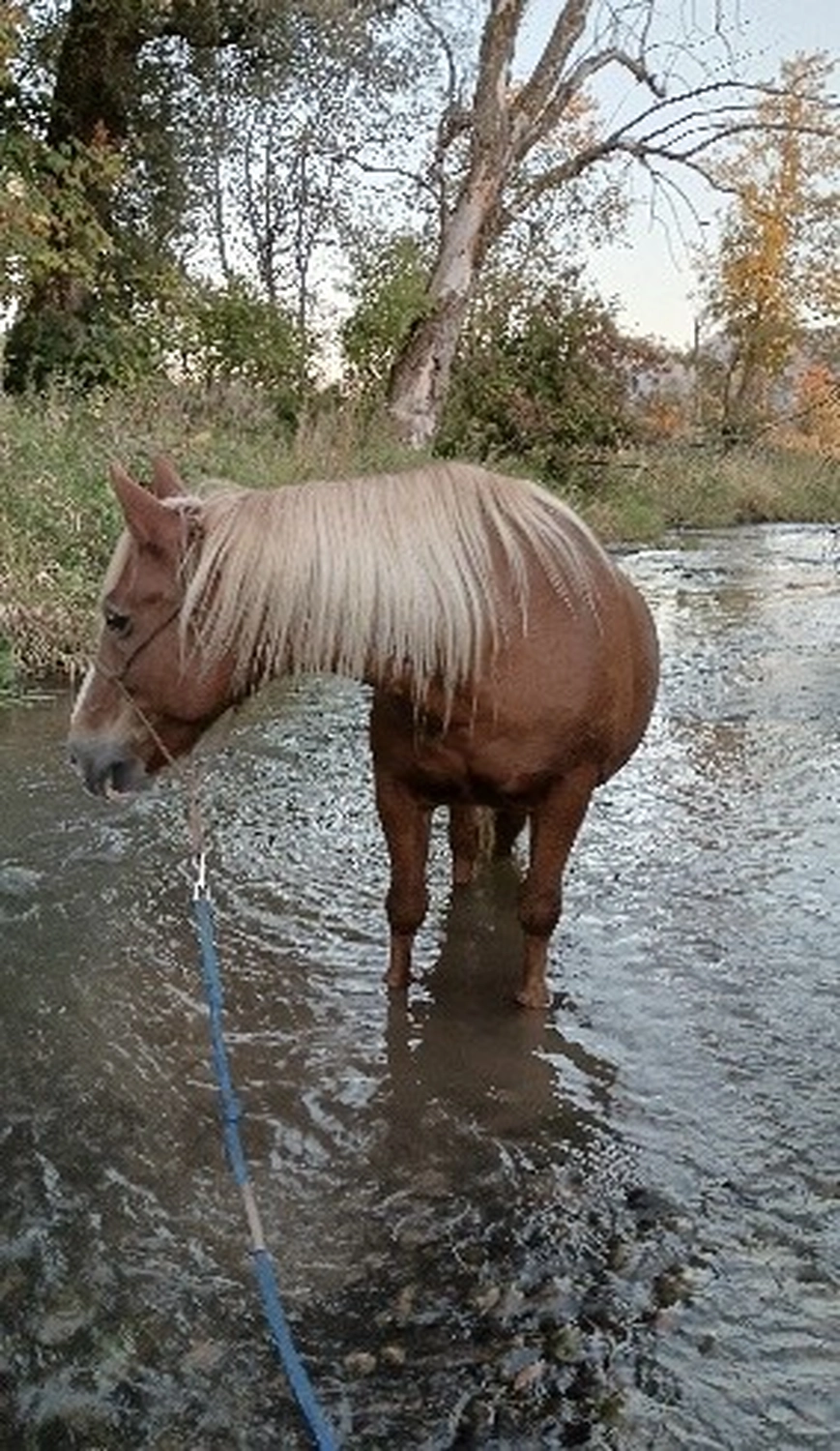 Selina - Pferdetherapie - Goldi