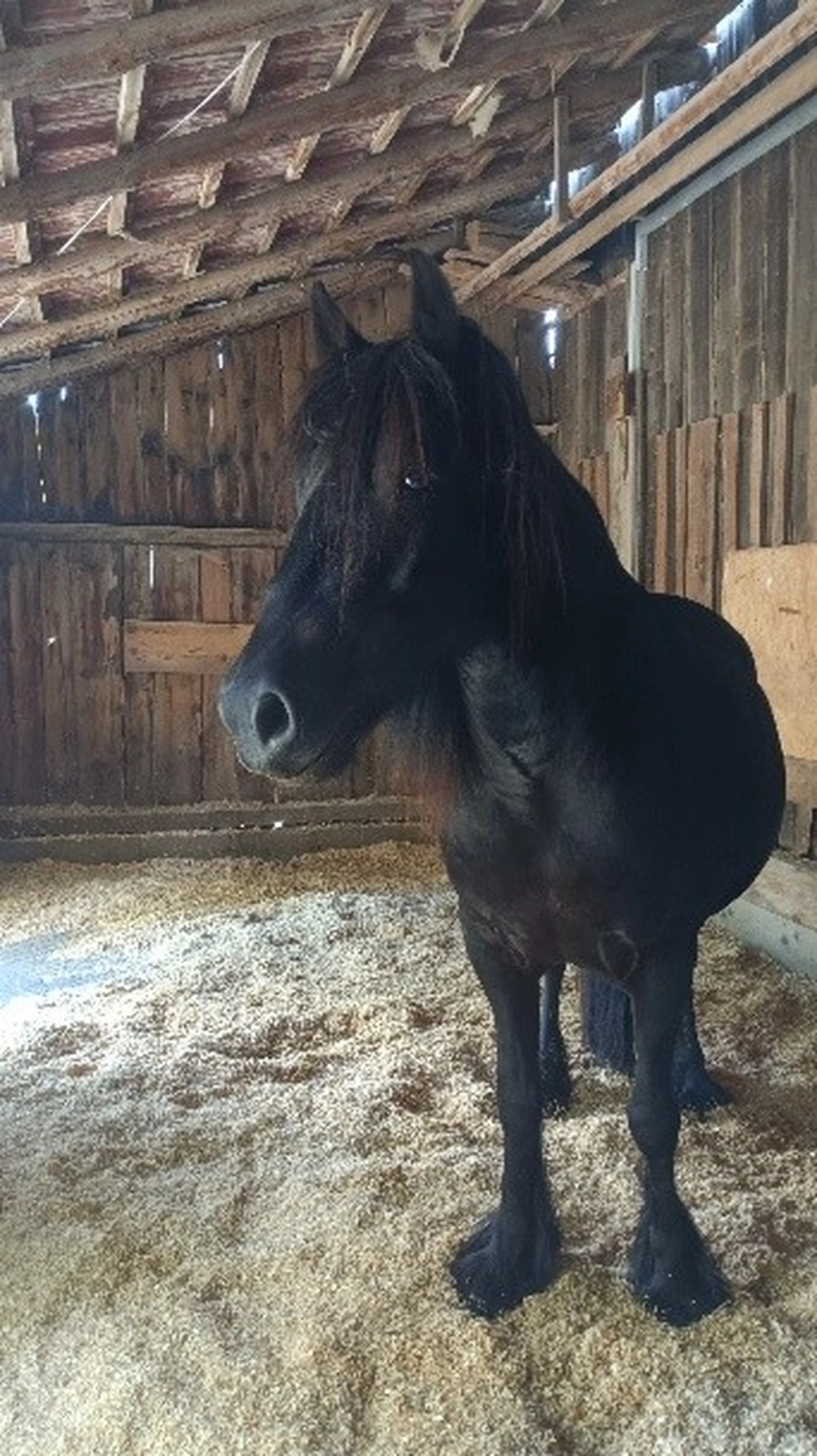 Selina - Pferdetherapie - Ares von Waldschrat