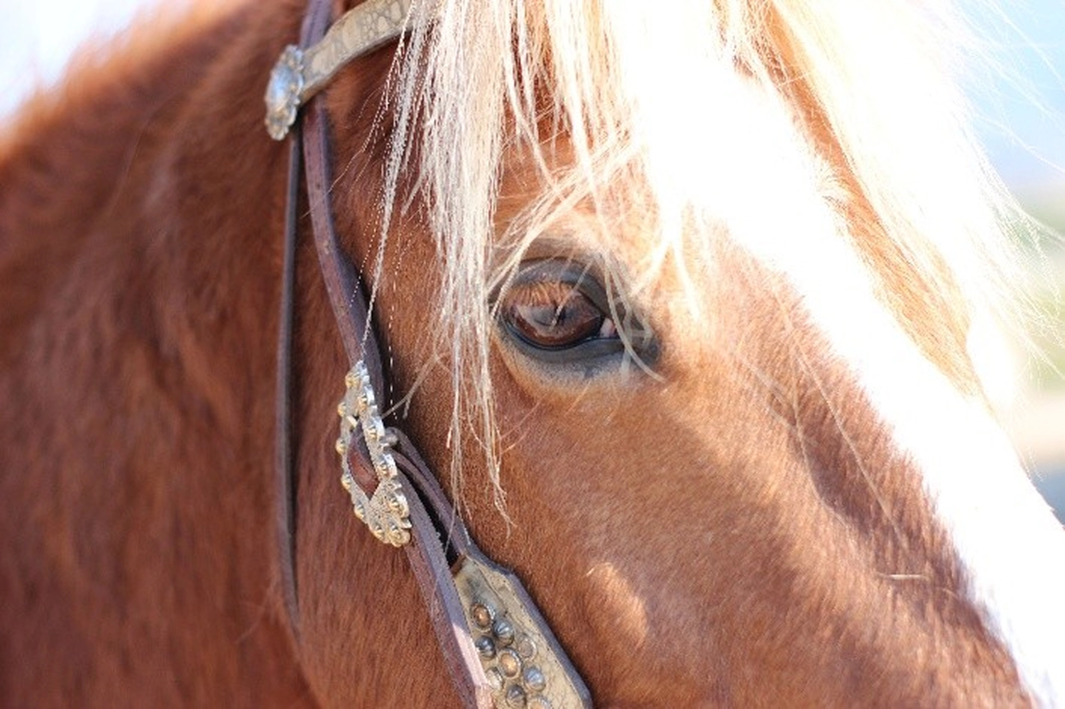 Selina – Pferdetherapie – Pferdetherapie für Jugendliche 