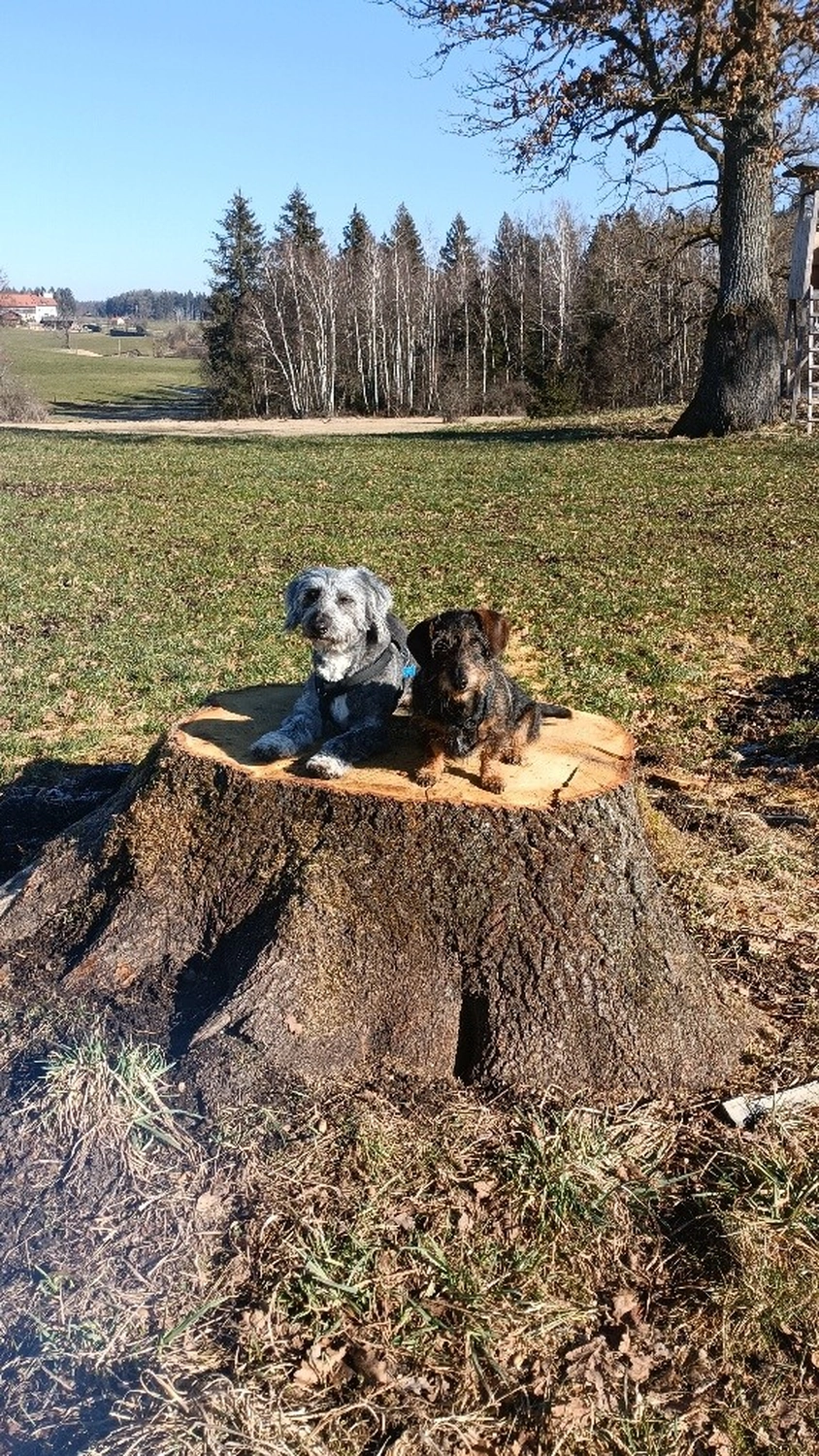 Selina – Pferdetherapie – Joschi und Fleur 