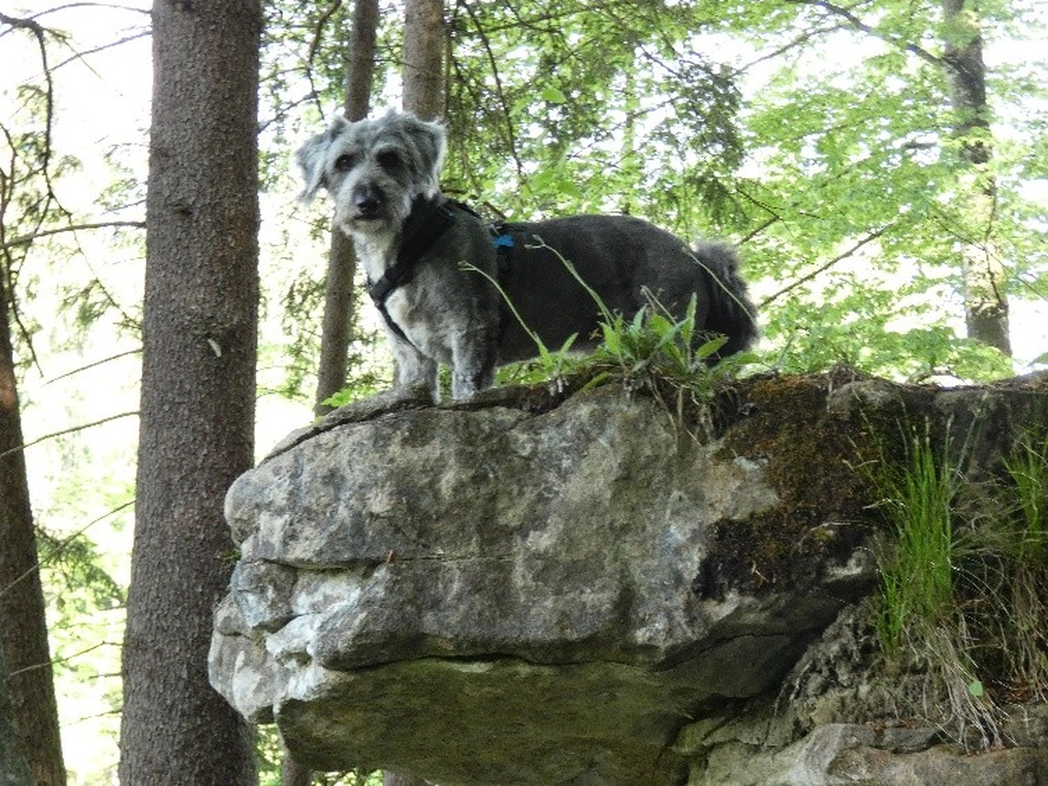 Selina - Pferdetherapie - Joschi