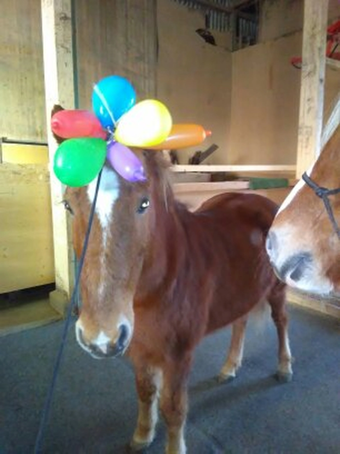 Selina - Pferdetherapie - Lernpsychologie