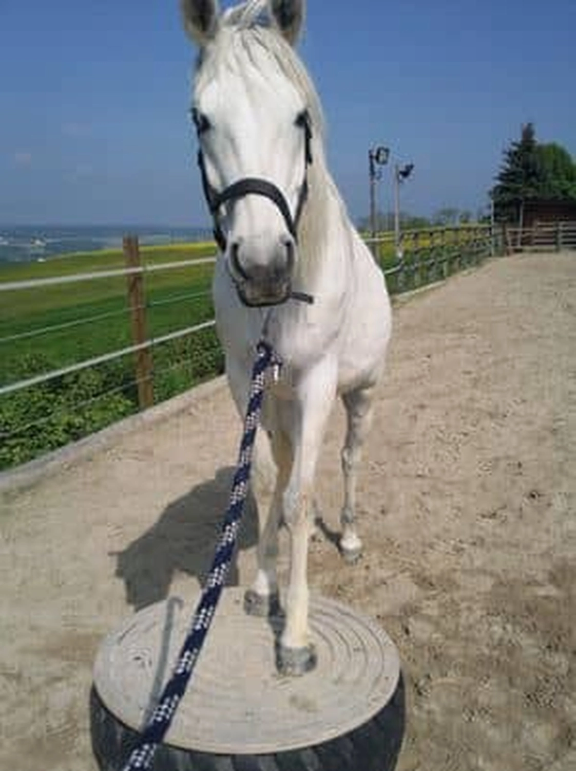 Selina - Pferdetherapie - Lernpsychologie