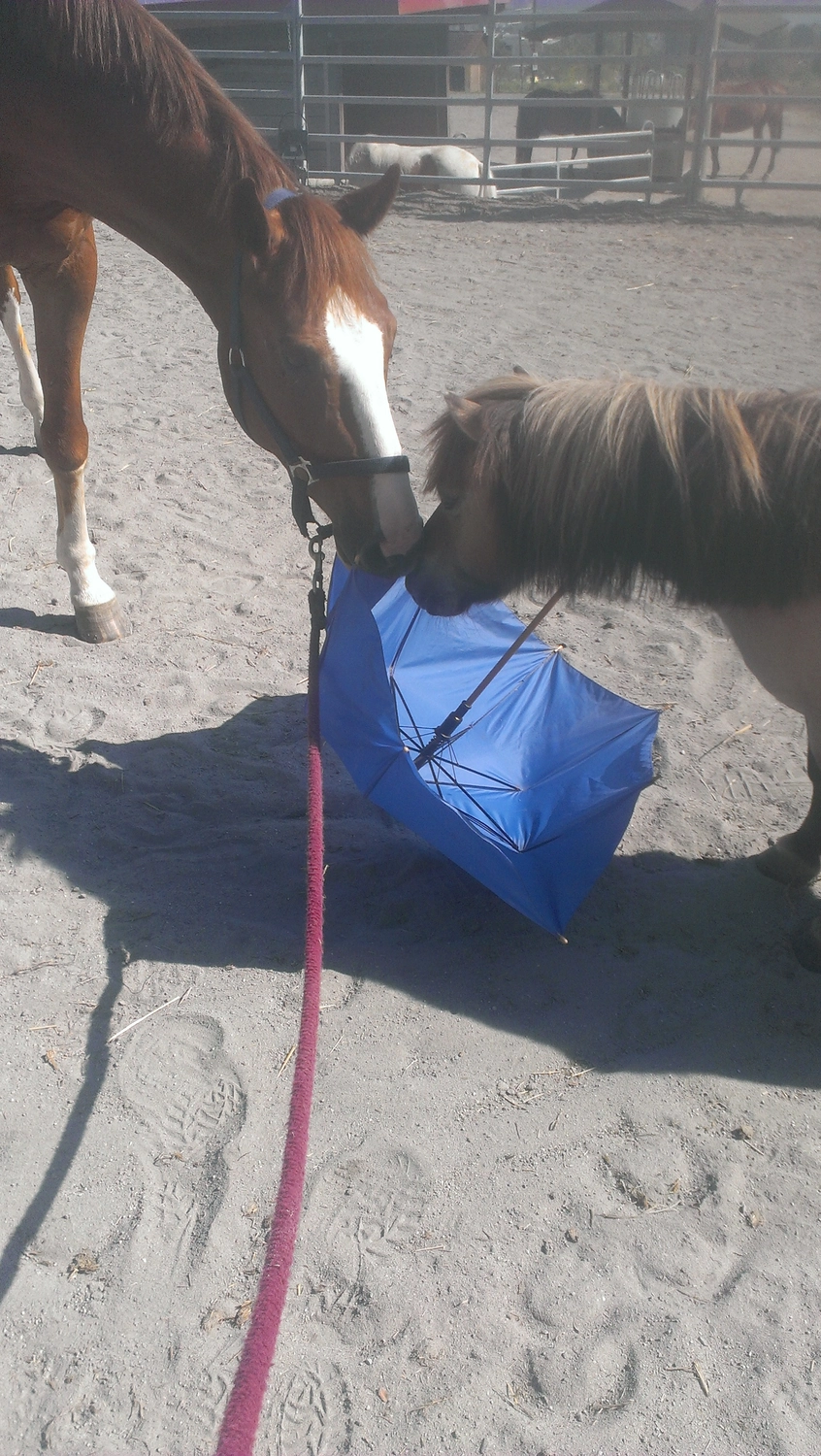 Selina - Pferdetherapie - Lernpsychologie