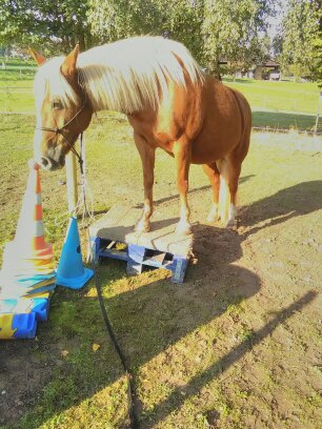 Selina - Pferdetherapie - Lernpsychologie