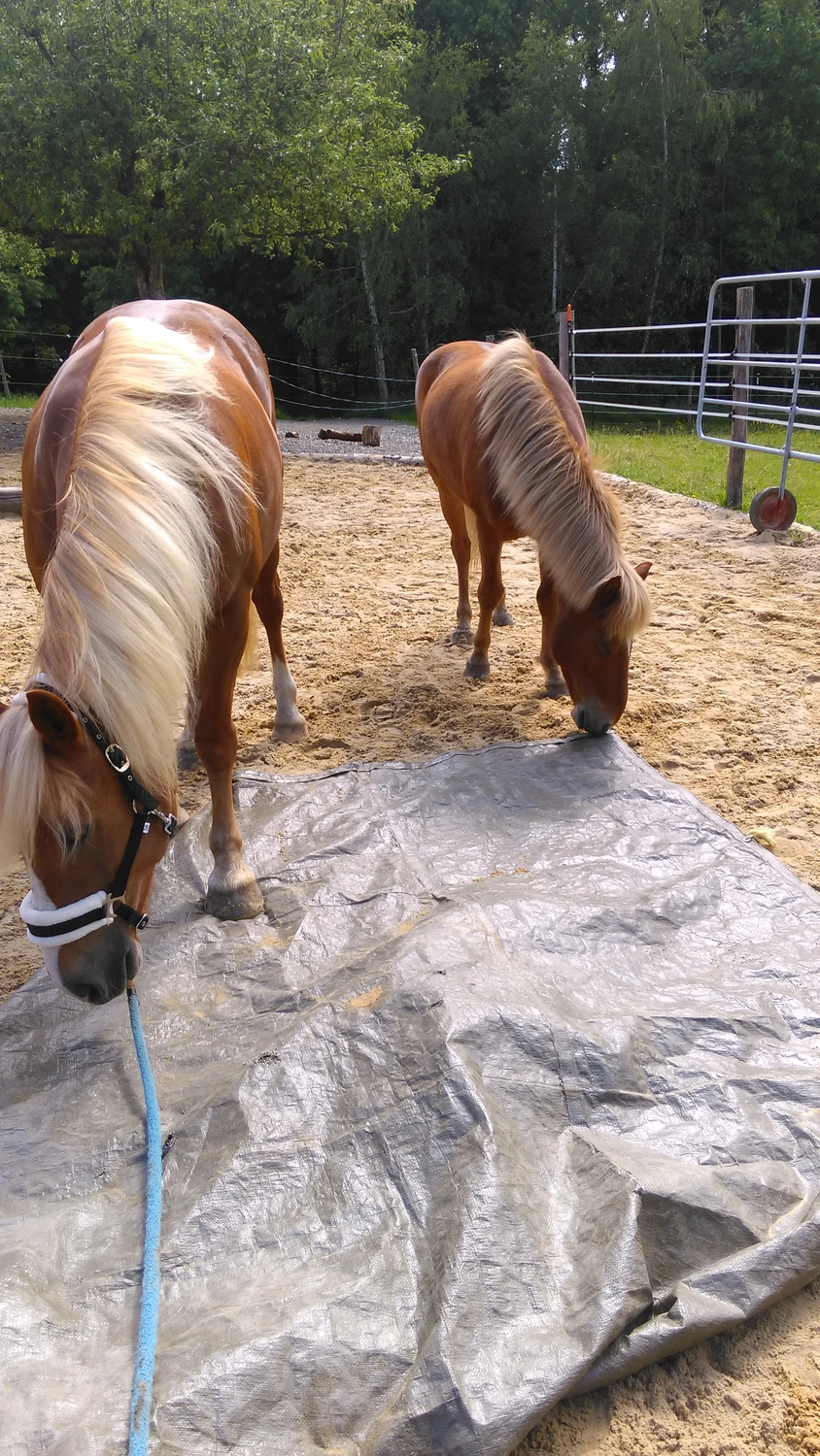 Selina - Pferdetherapie - Lernpsychologie