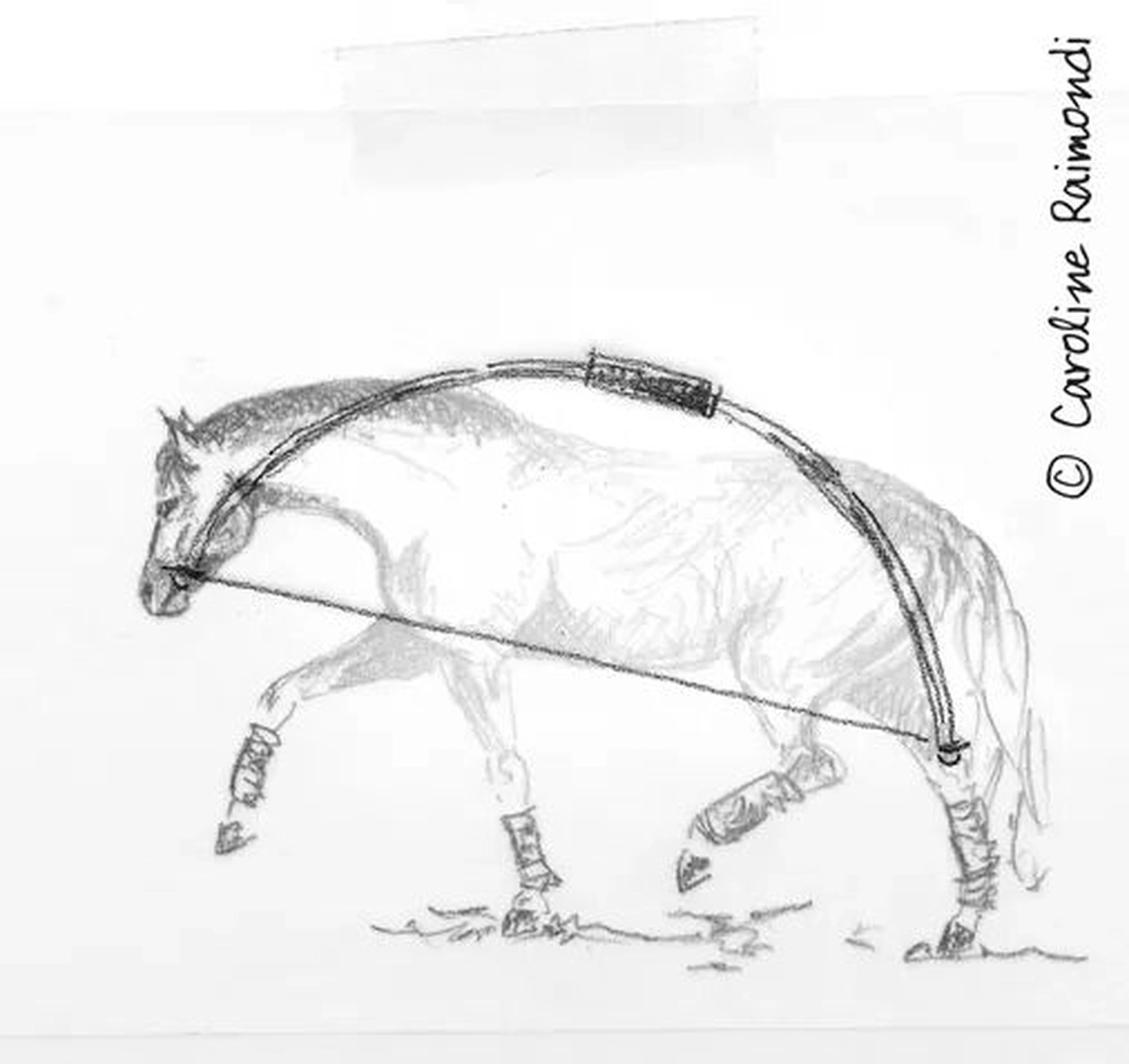 Selina - Pferdetherapie - Lernpsychologie