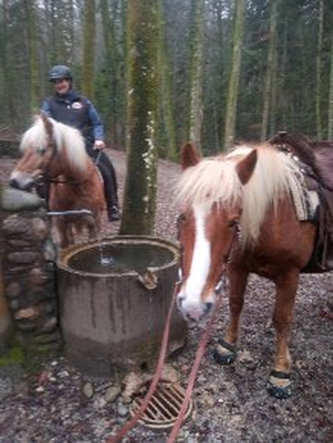 Selina - Pferdetherapie - Lernpsychologie