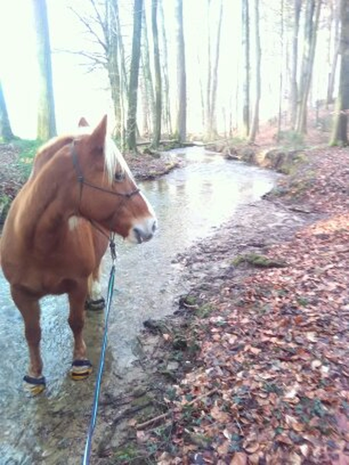 Selina - Pferdetherapie - Lernpsychologie