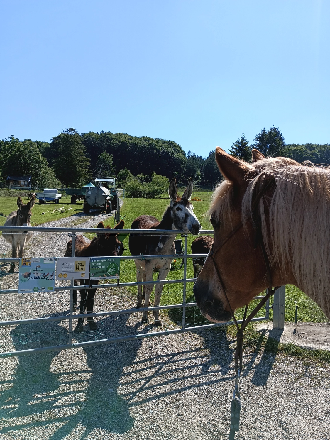 Selina - Pferdetherapie - Trainingseinheit 