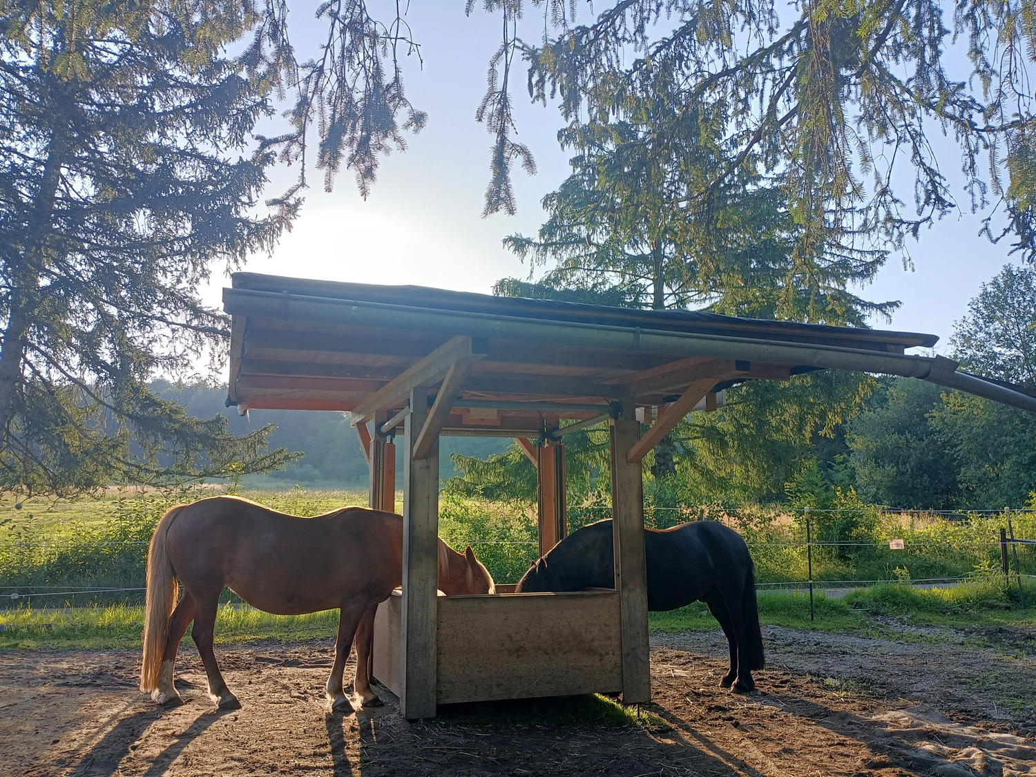 Selina – Pferdetherapie – Reiterhof