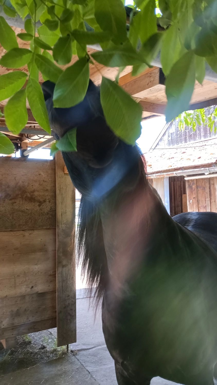 Selina – Pferdetherapie – Reiterhof