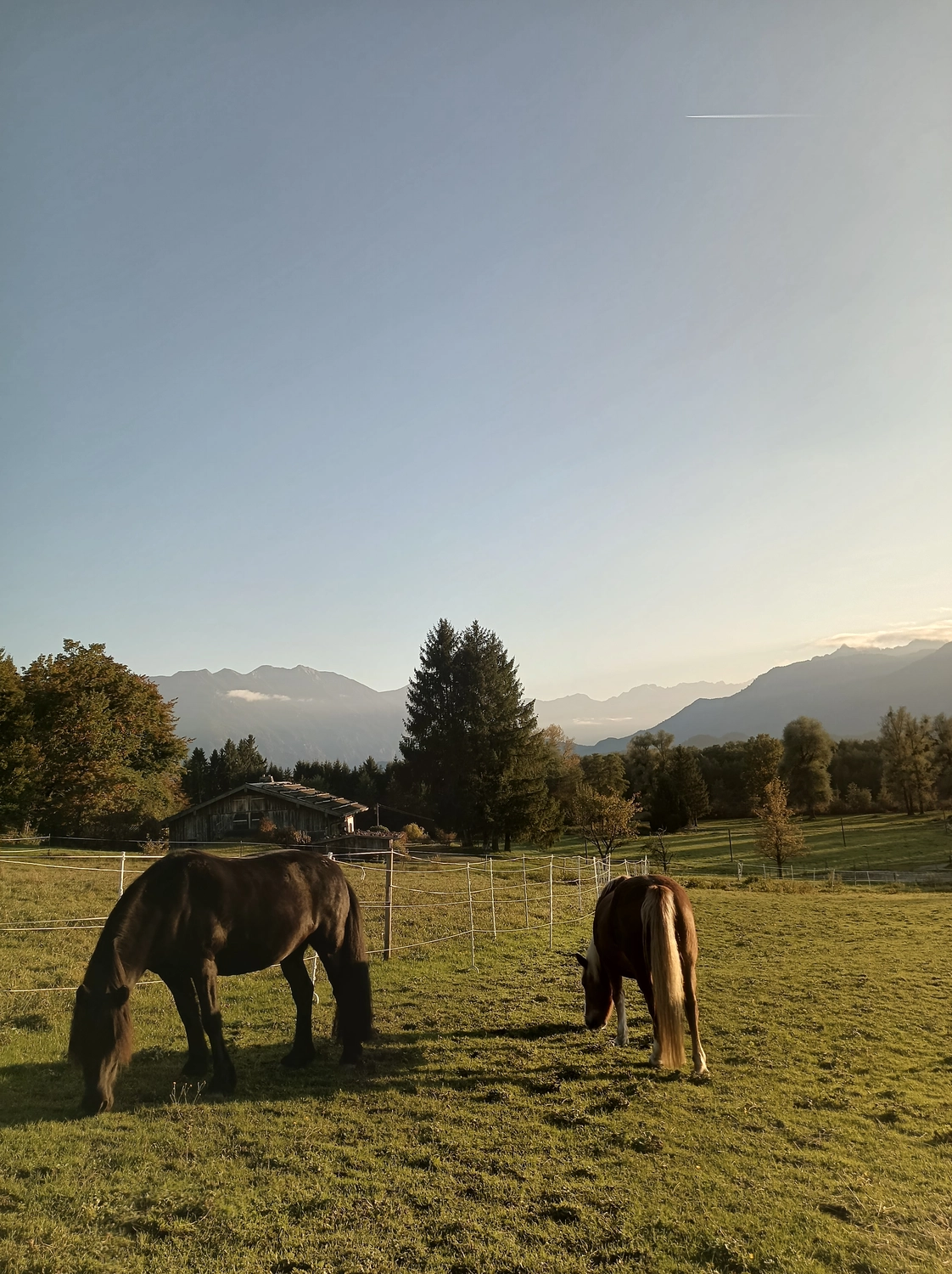 Selina – Pferdetherapie – Reiterhof