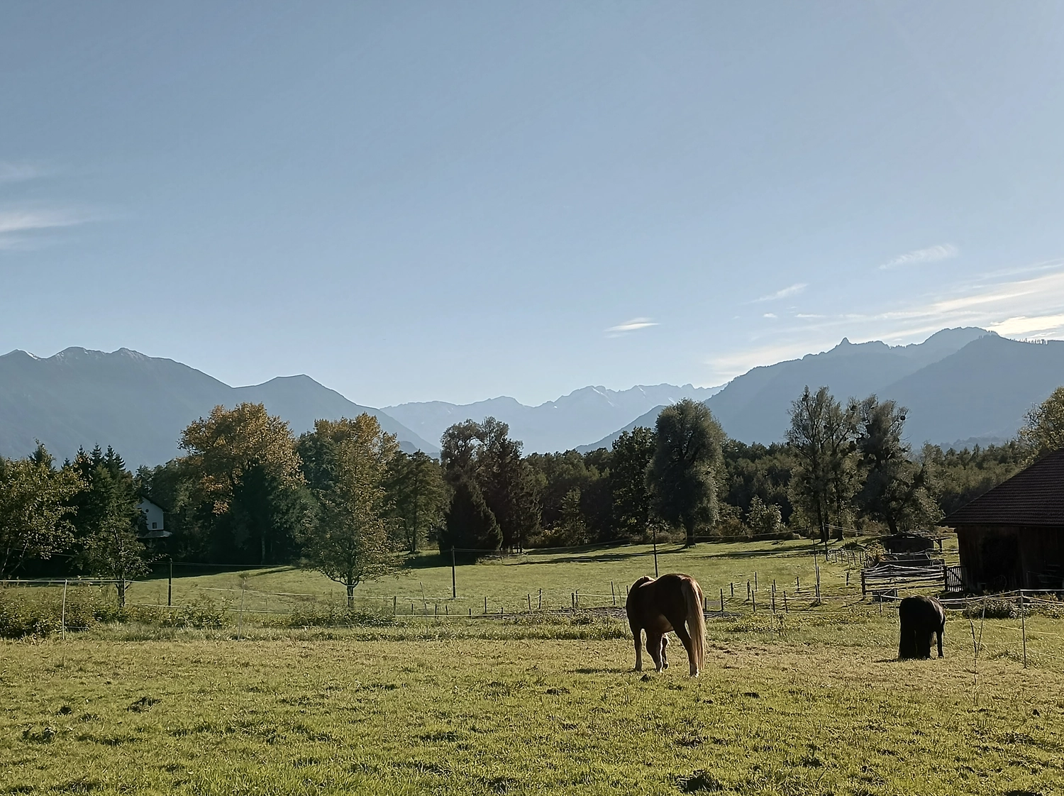 Selina – Pferdetherapie – Reiterhof
