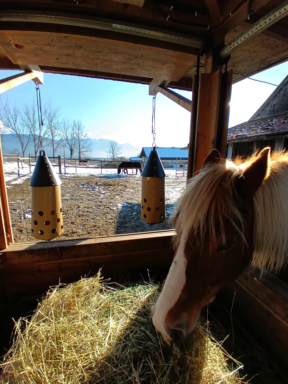 Selina – Pferdetherapie – Reiterhof
